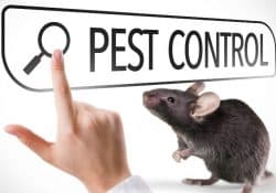 Derattizzazione: guida completa ai metodi migliori