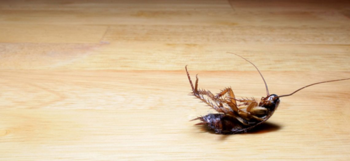 Le blatte: un problema comune in molte case