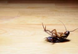 Le blatte: un problema comune in molte case