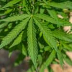 Cannabis autofiorente: 5 consigli per coltivarla senza fare errori