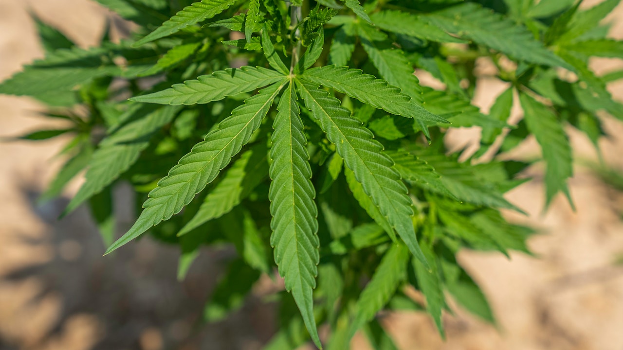 Cannabis autofiorente: 5 consigli per coltivarla senza fare errori