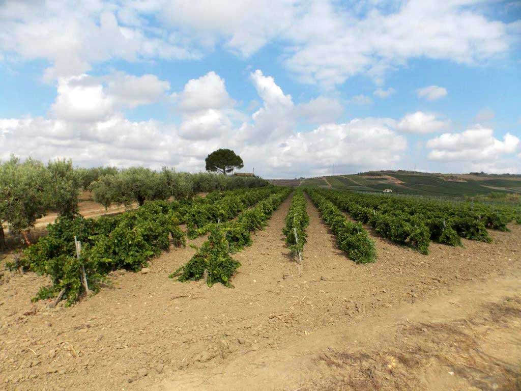 La Guida Definitiva all'Acquisto di Olio Siciliano Autentico e Sostenibile Online