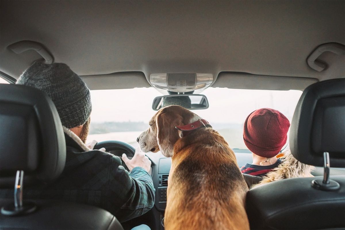 Viaggio in auto con il cane: itinerari, alloggi e attività  adatte