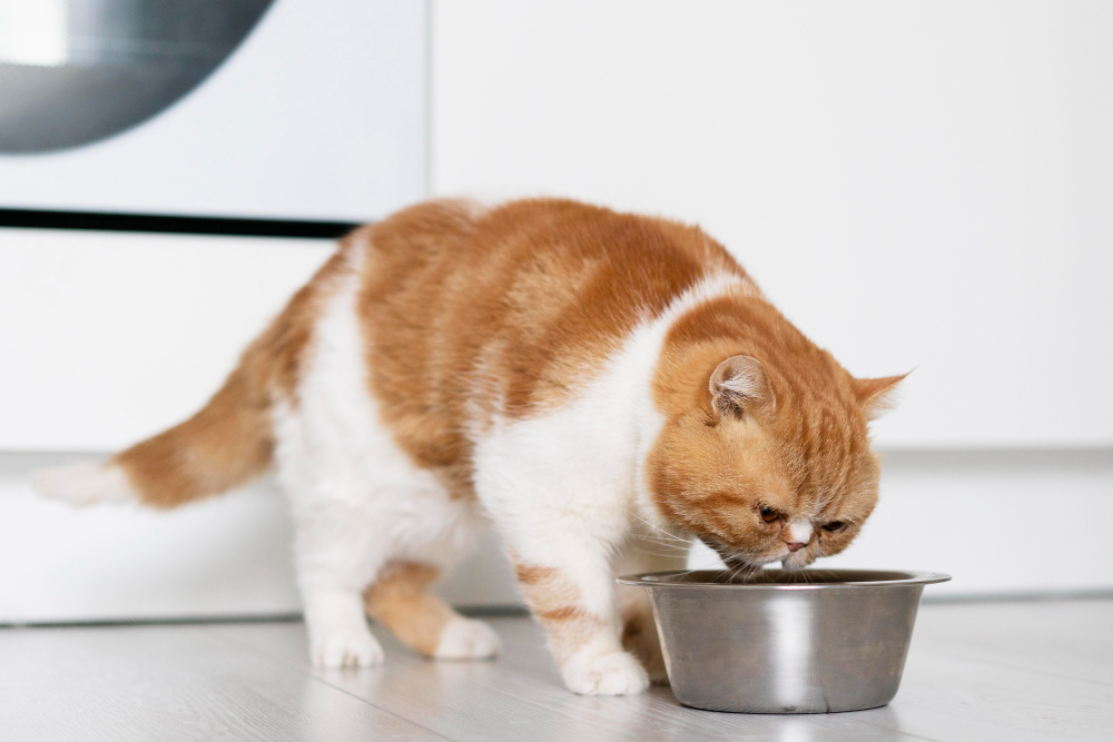 Cosa fa bene da mangiare ai gatti